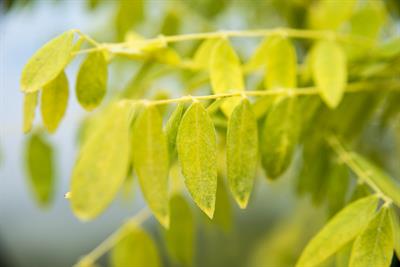 Sophora japonica